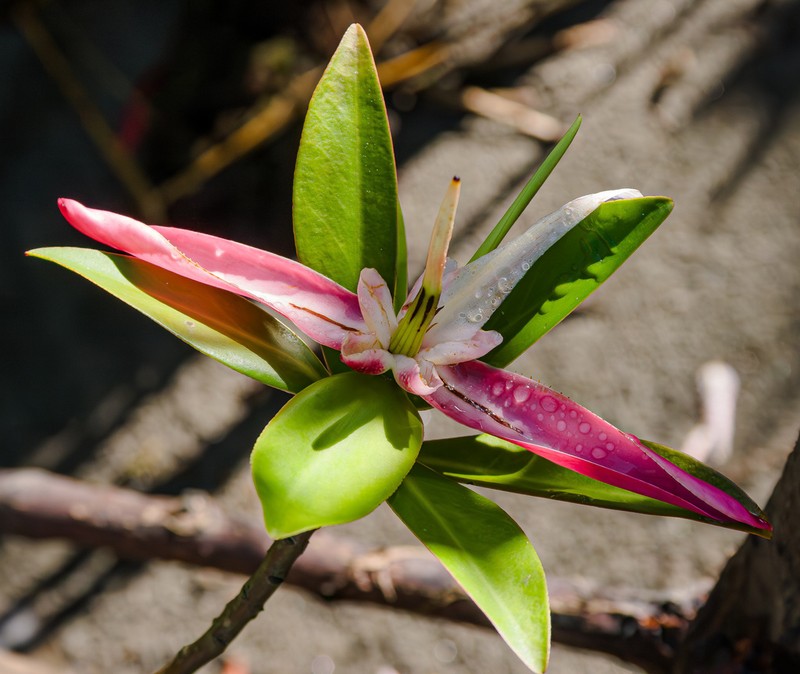 Pelliciera benthamii photo 2