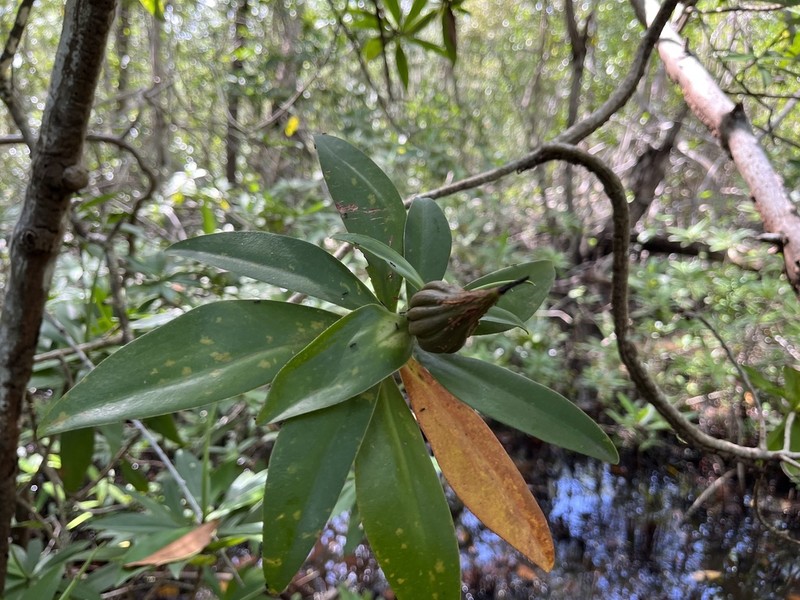 Pelliciera benthamii photo 3
