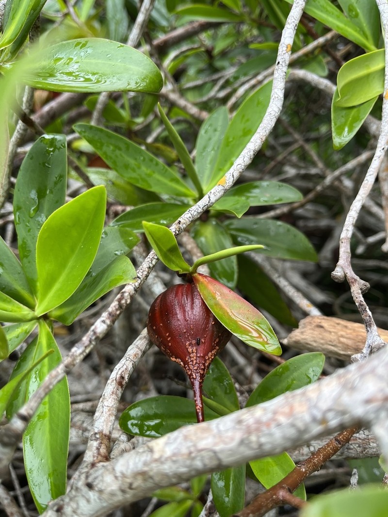 Pelliciera benthamii photo 4