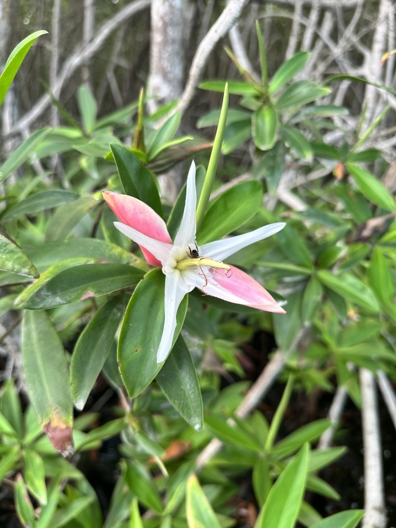 Pelliciera benthamii photo 5