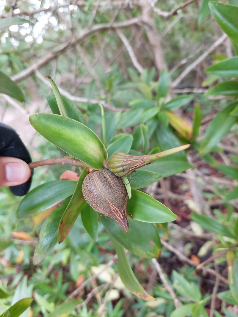 Pelliciera benthamii photo 6