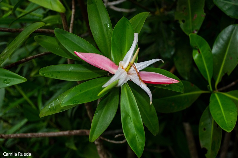 Pelliciera benthamii photo 7