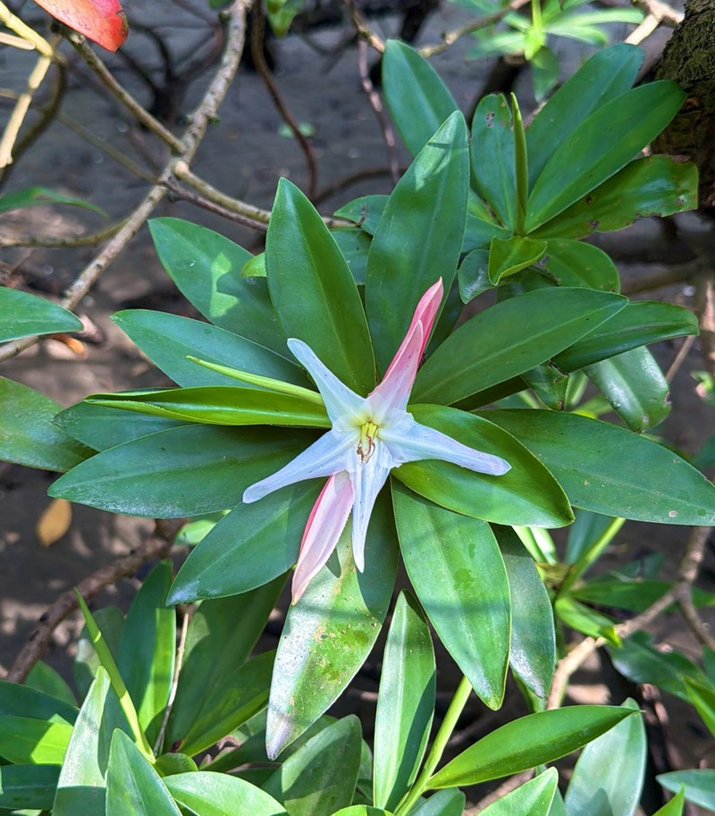 Pelliciera benthamii photo 8