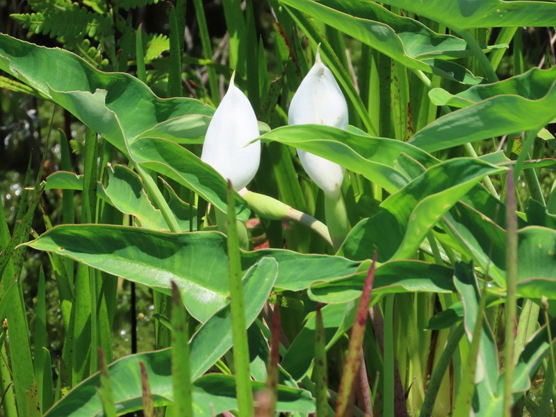 White Arrow Arum