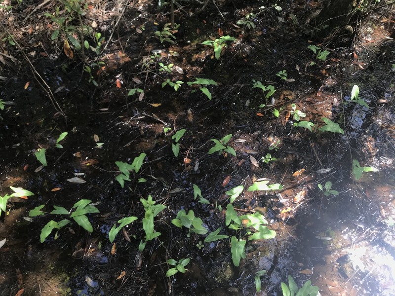 White Arrow Arum photo 2