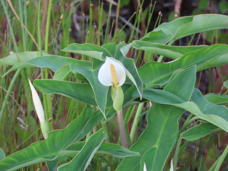 White Arrow Arum photo 3
