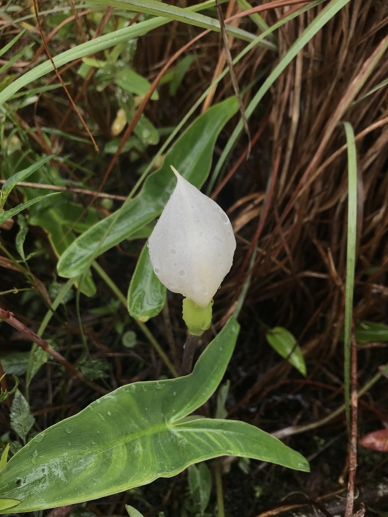 White Arrow Arum photo 4