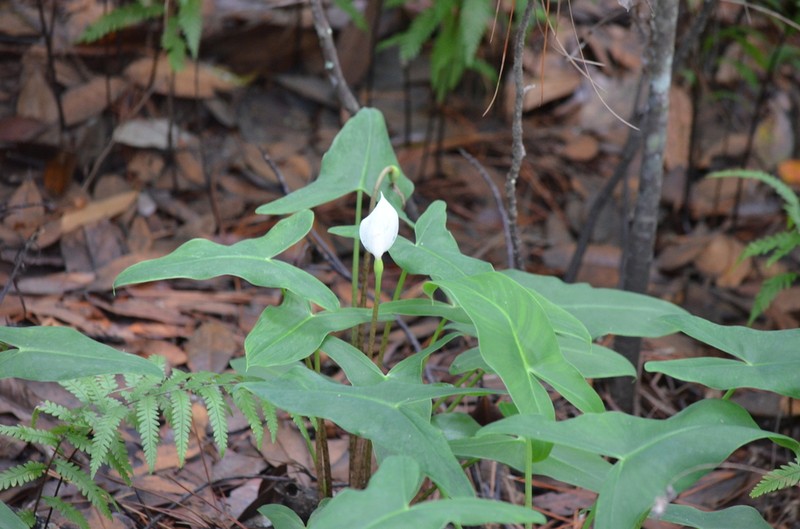 White Arrow Arum photo 5