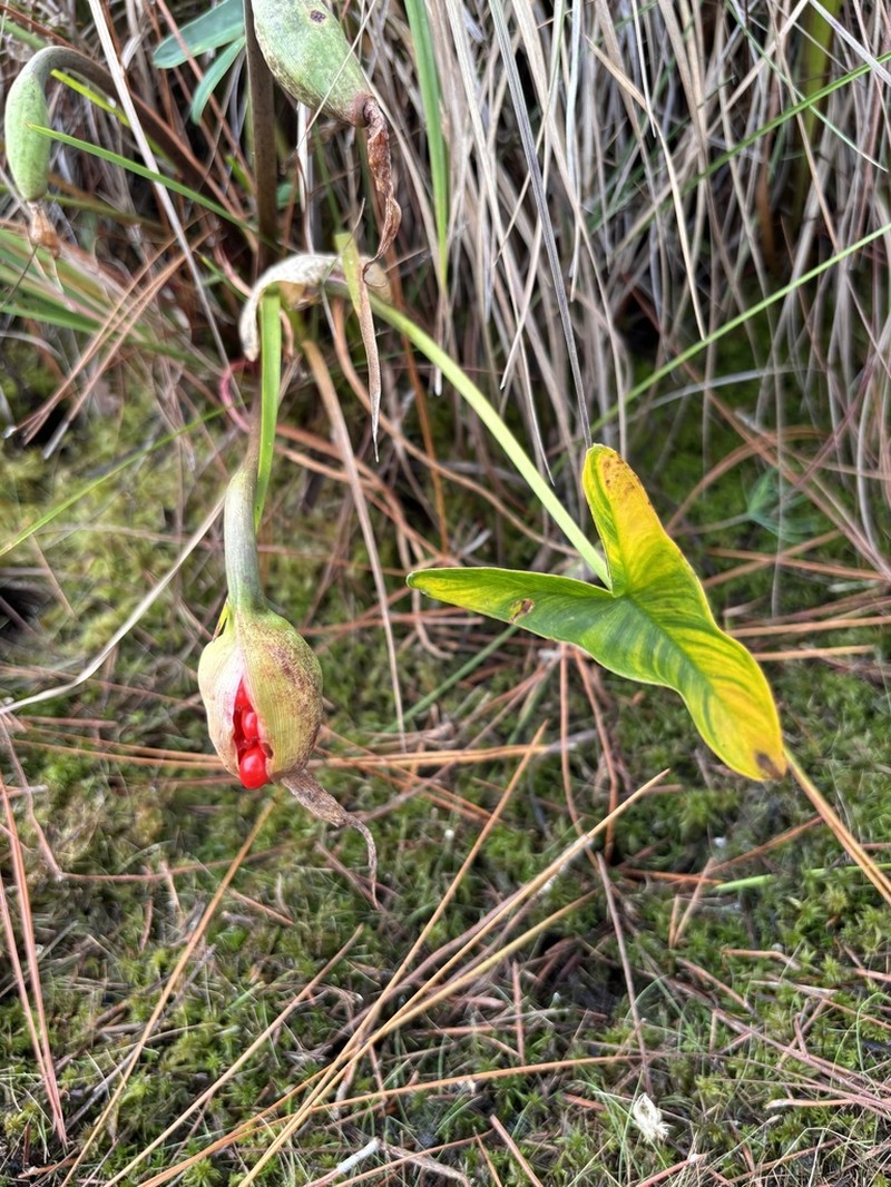 White Arrow Arum photo 6