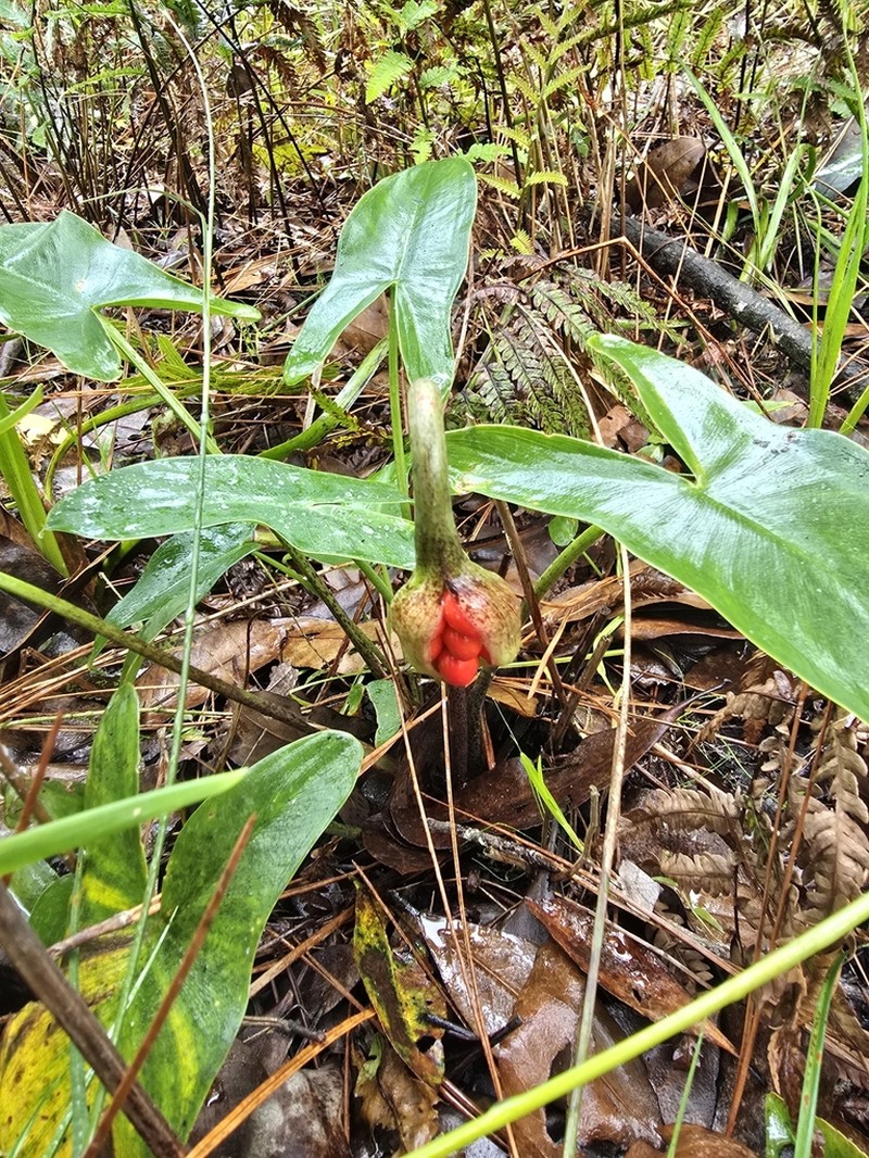 White Arrow Arum photo 7