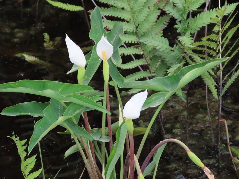 White Arrow Arum photo 8