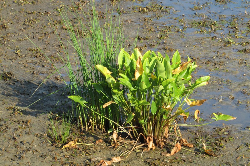 Green Arrow Arum photo 2