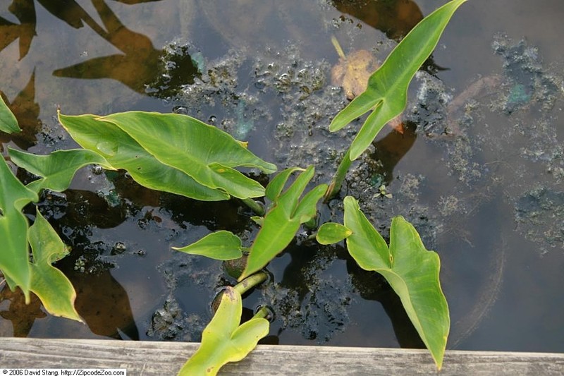 Green Arrow Arum photo 3