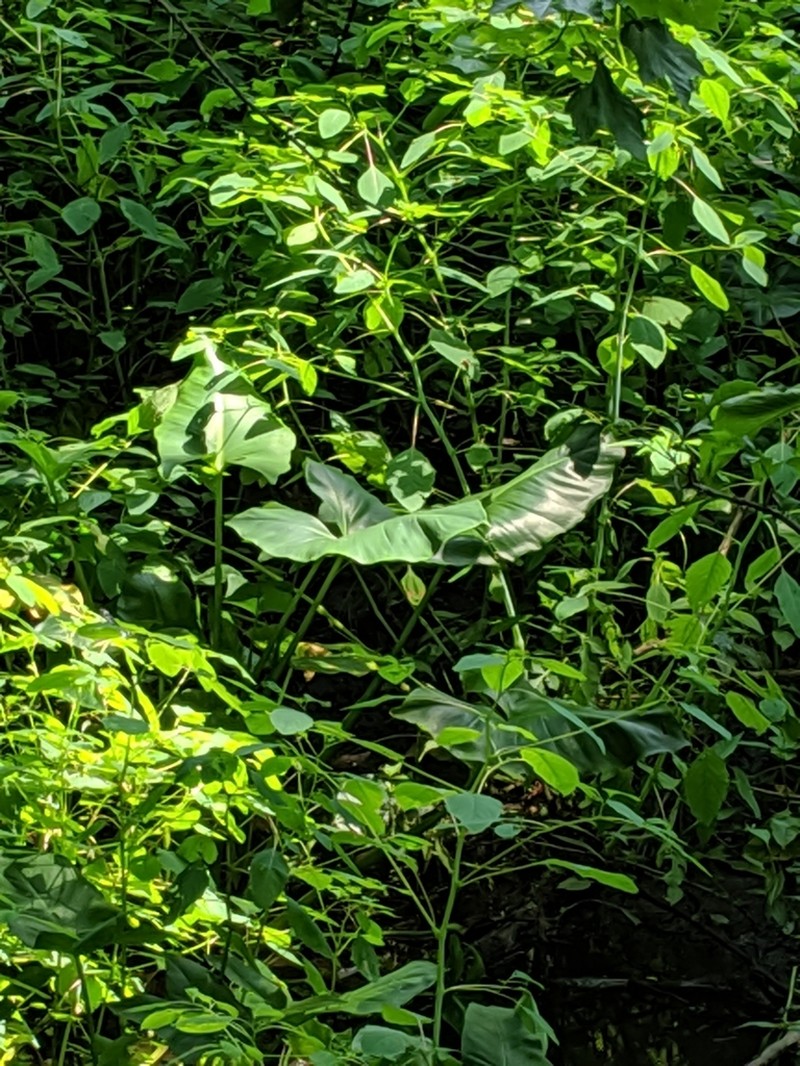 Green Arrow Arum photo 3