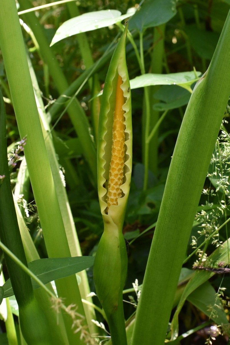 Green Arrow Arum photo 4