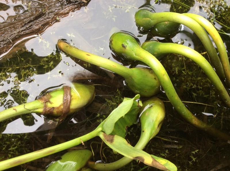Green Arrow Arum photo 5