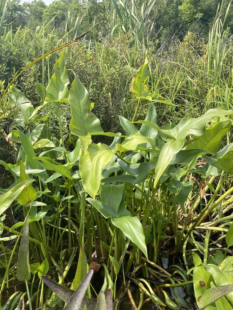 Green Arrow Arum photo 6