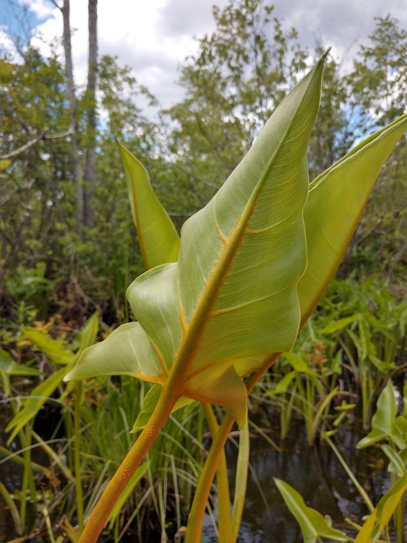 Green Arrow Arum photo 7