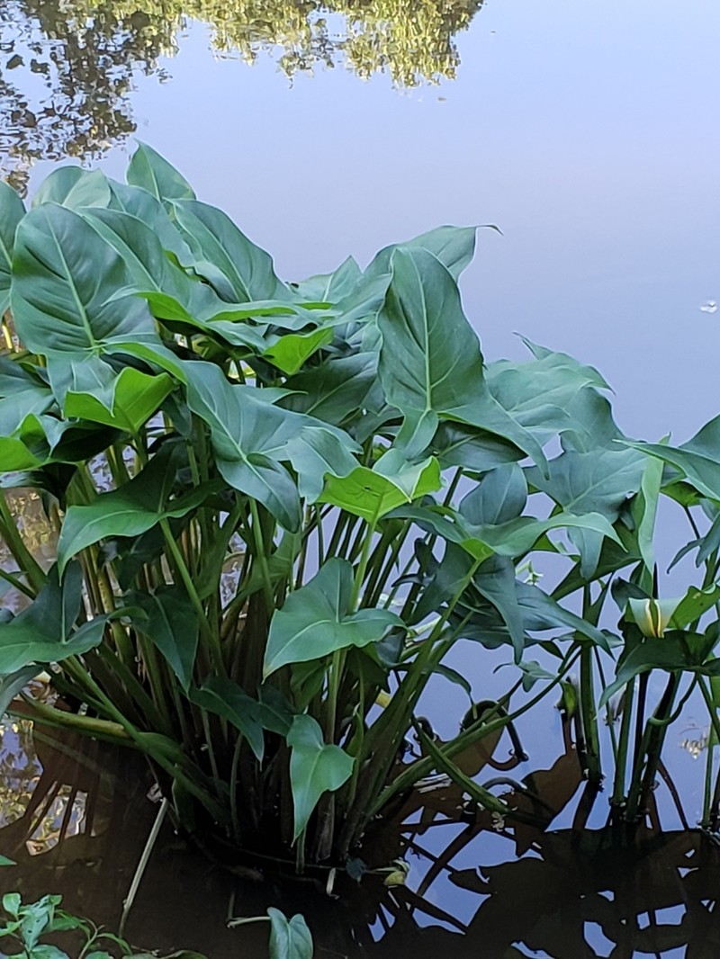 Green Arrow Arum photo 8