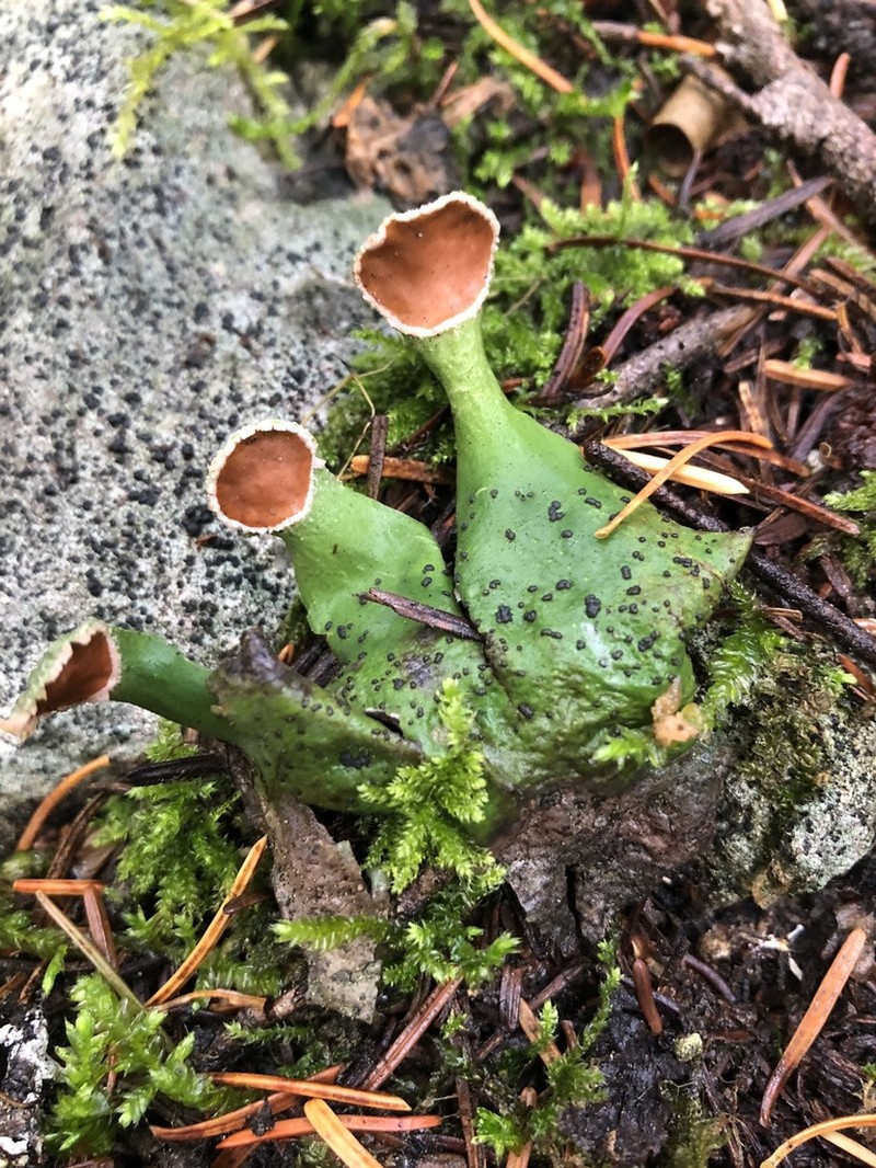 Felt Lichen