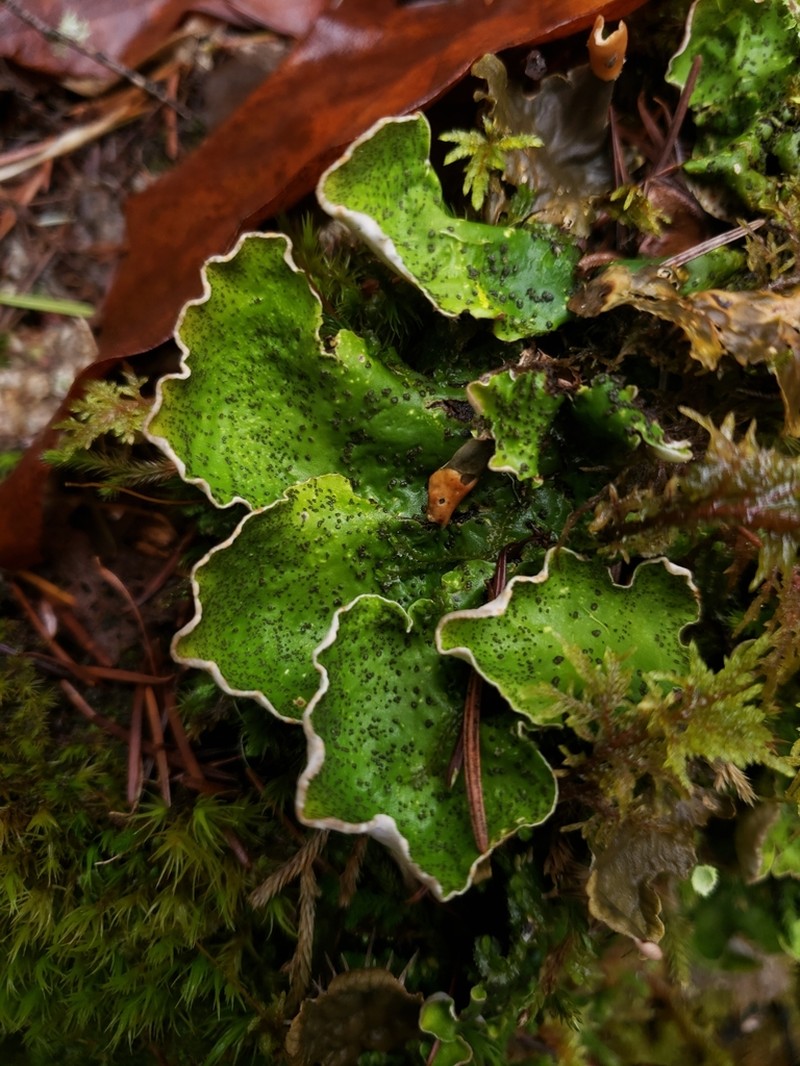 Felt Lichen photo 2