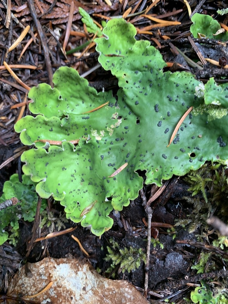 Felt Lichen photo 3