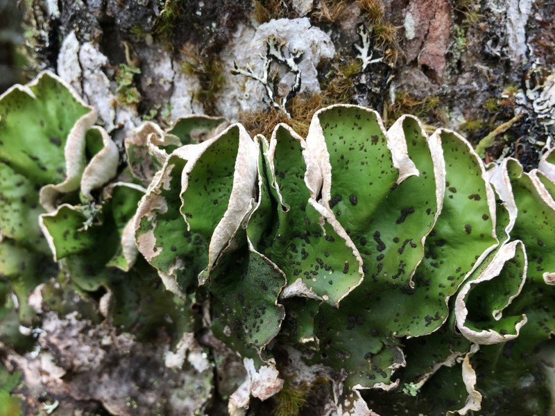 Felt Lichen photo 4