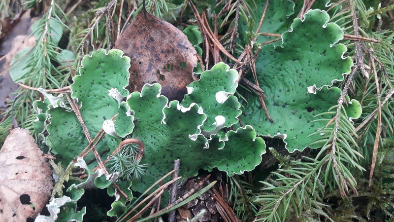 Felt Lichen photo 5
