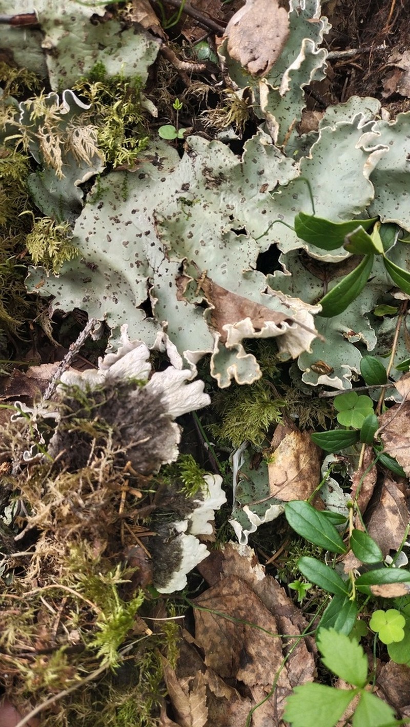 Felt Lichen photo 6