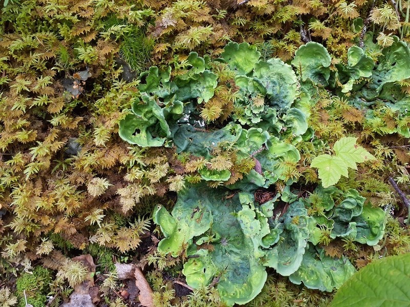 Felt Lichen photo 7