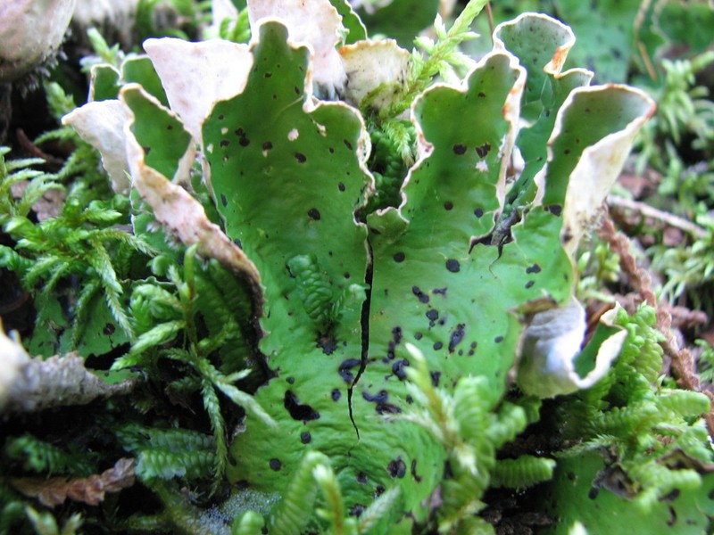 Felt Lichen photo 8