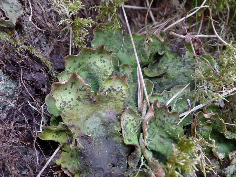British Felt Lichen