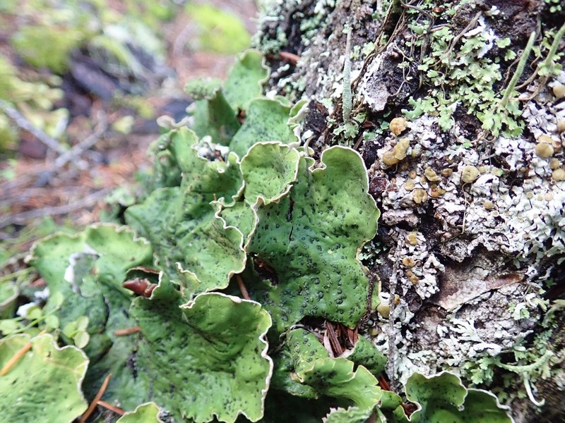 British Felt Lichen photo 2