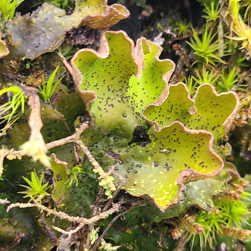 British Felt Lichen photo 3