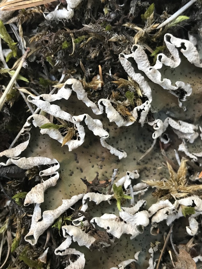 British Felt Lichen photo 4