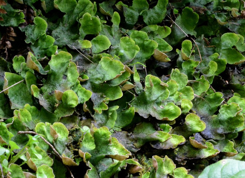 British Felt Lichen photo 5