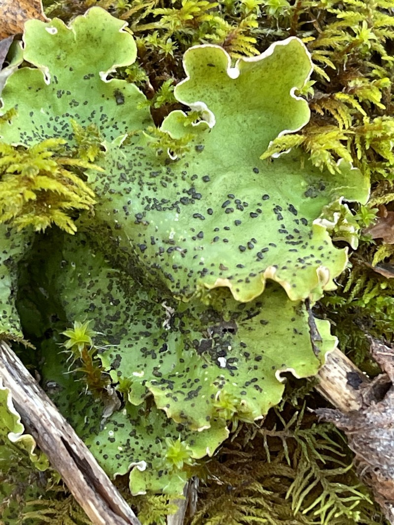 British Felt Lichen photo 6