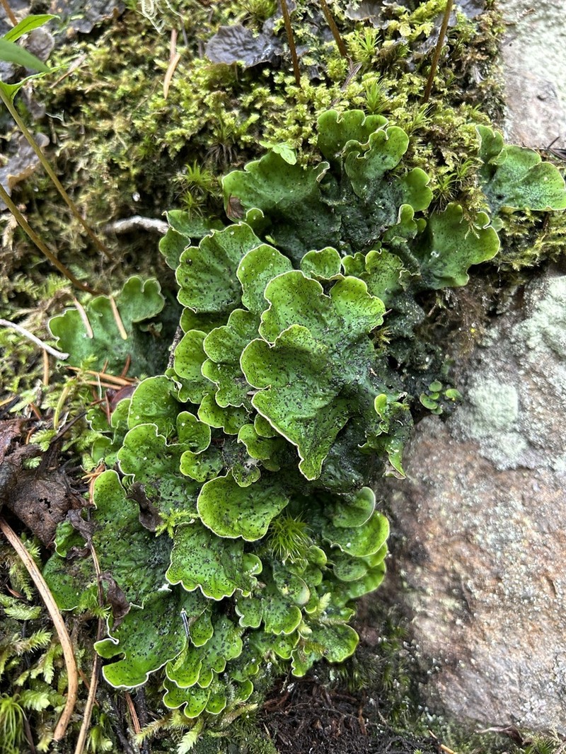 British Felt Lichen photo 7