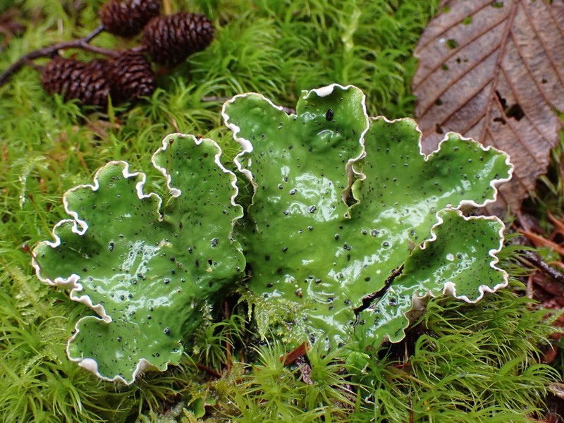 British Felt Lichen photo 8