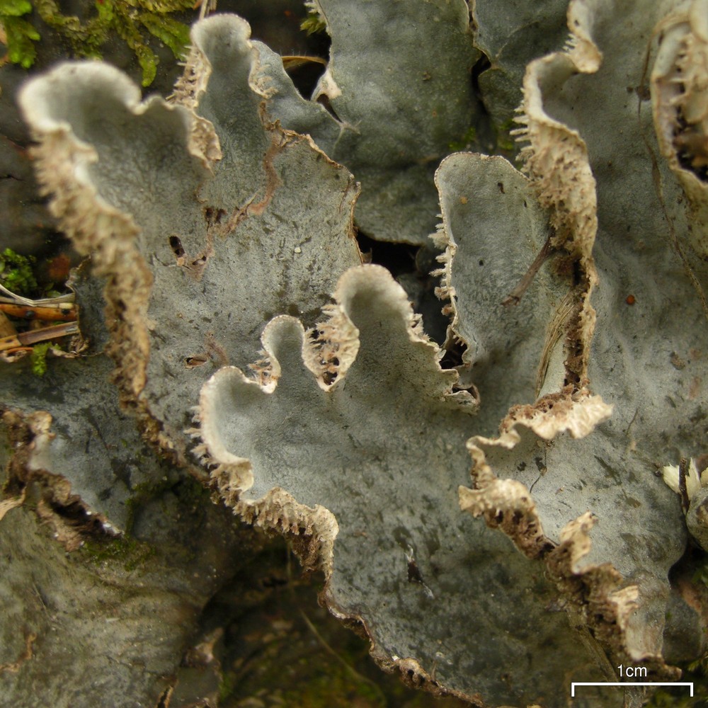 Felt Lichen