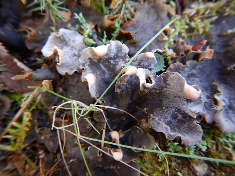 Felt Lichen