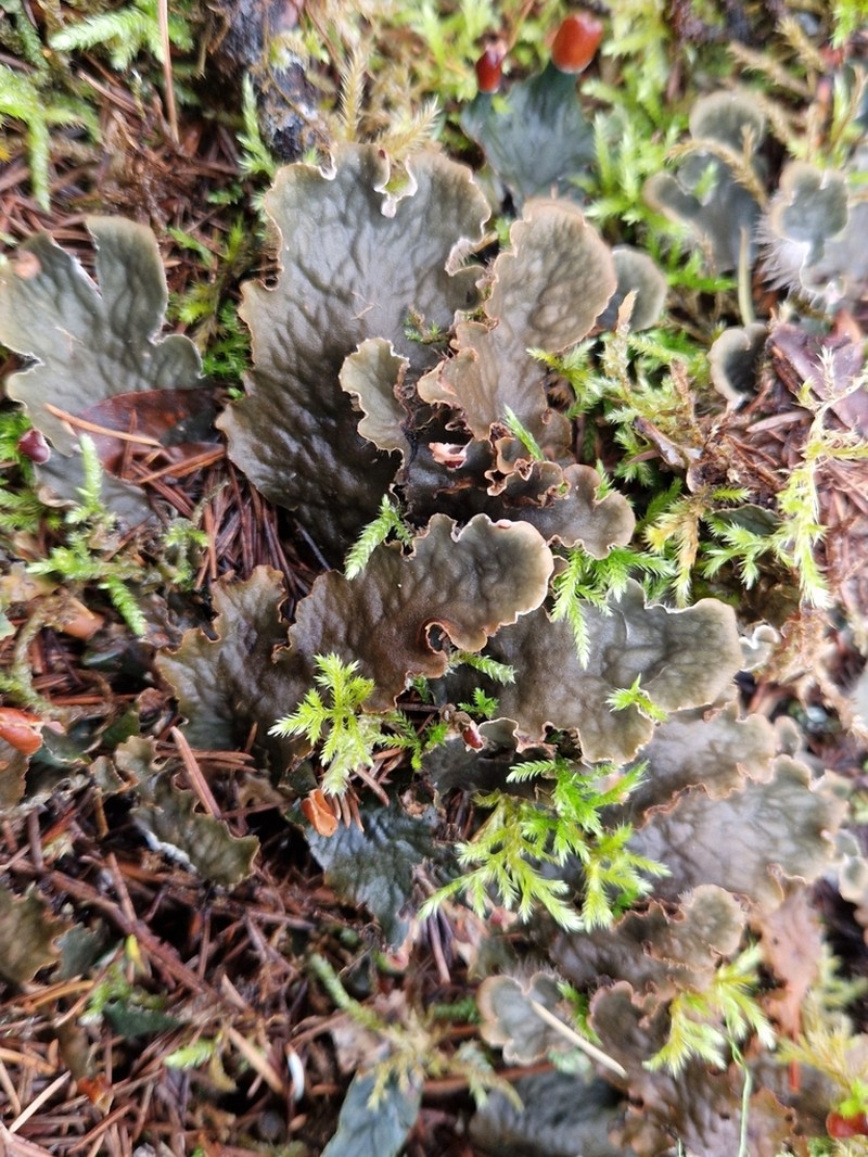 Felt Lichen photo 2