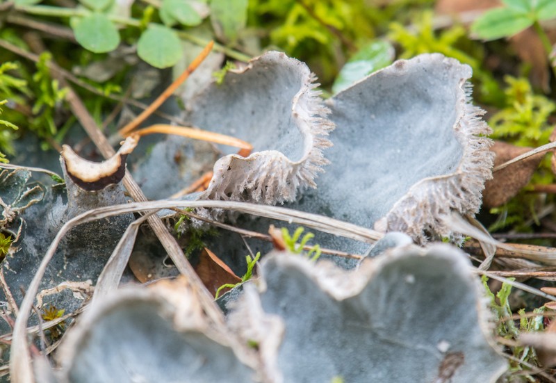Felt Lichen photo 3