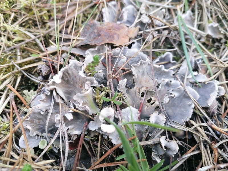 Felt Lichen photo 4