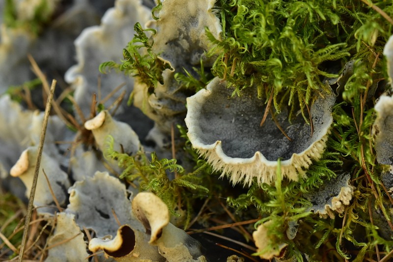 Felt Lichen photo 5