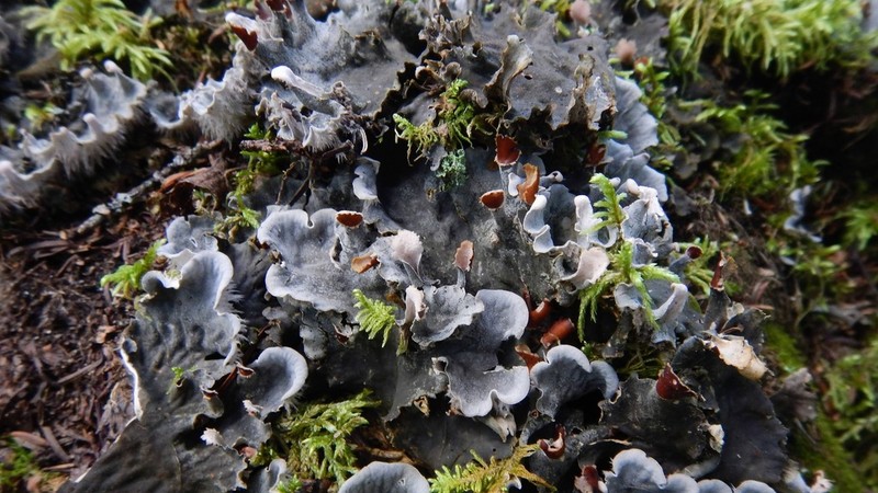 Felt Lichen photo 6