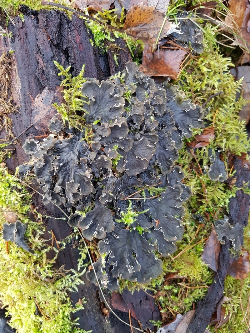 Felt Lichen photo 7