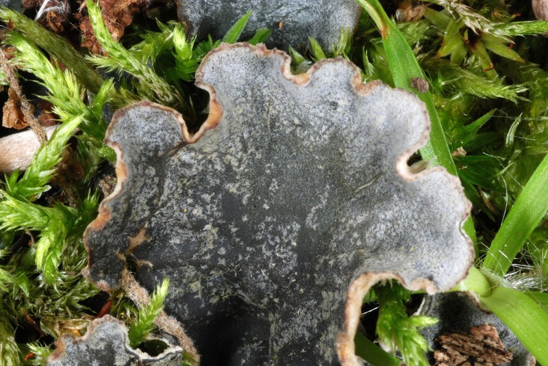 Felt Lichen photo 8