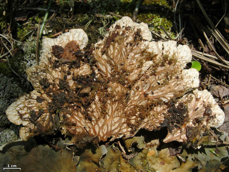Peltigera cinnamomea photo 2
