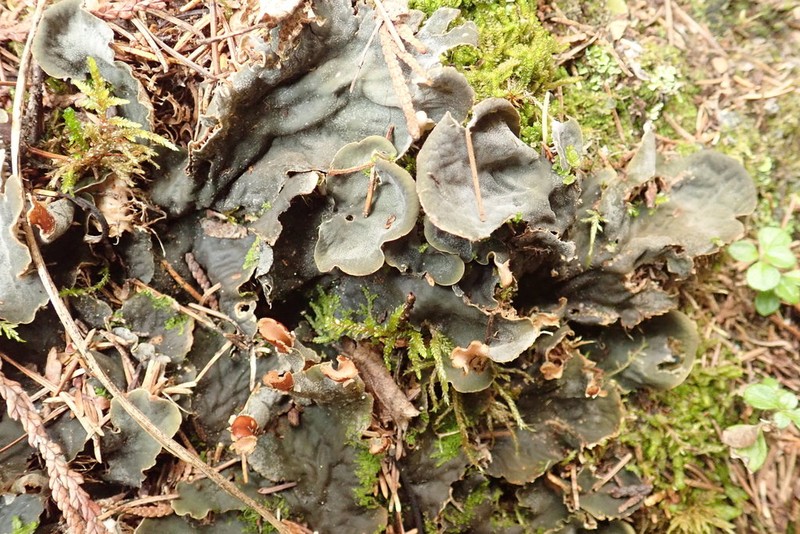 Peltigera cinnamomea photo 3